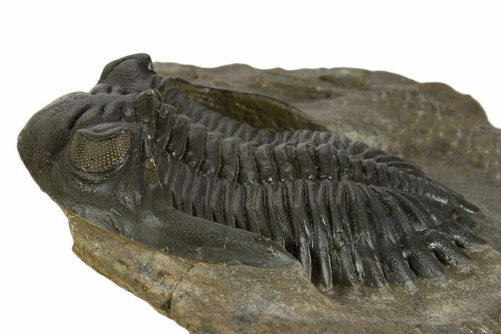 Detailed Hollardops Trilobite Fossil - Ofaten, Morocco #340239